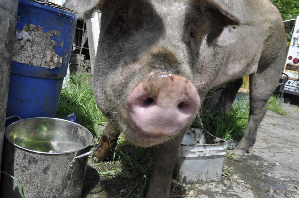East Barnet ‘Free Range’ Pig Racks Up $933.98 In Damages